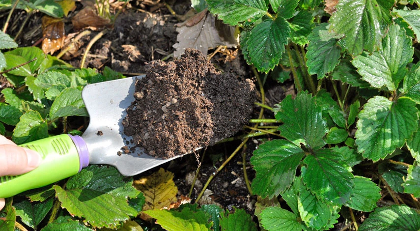 подкормка клубники осенью в сентябре