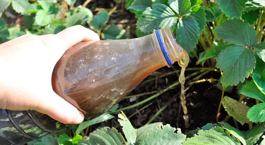 подкормка клубники осенью после обрезки