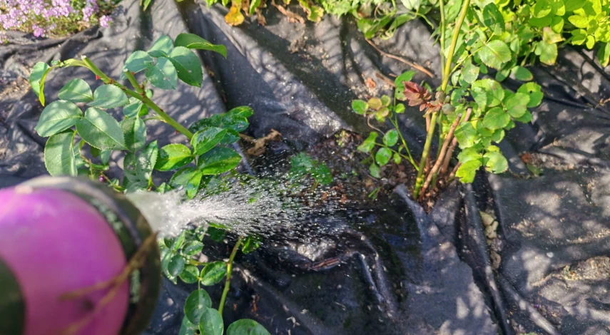 пересадка плетистой розы осенью