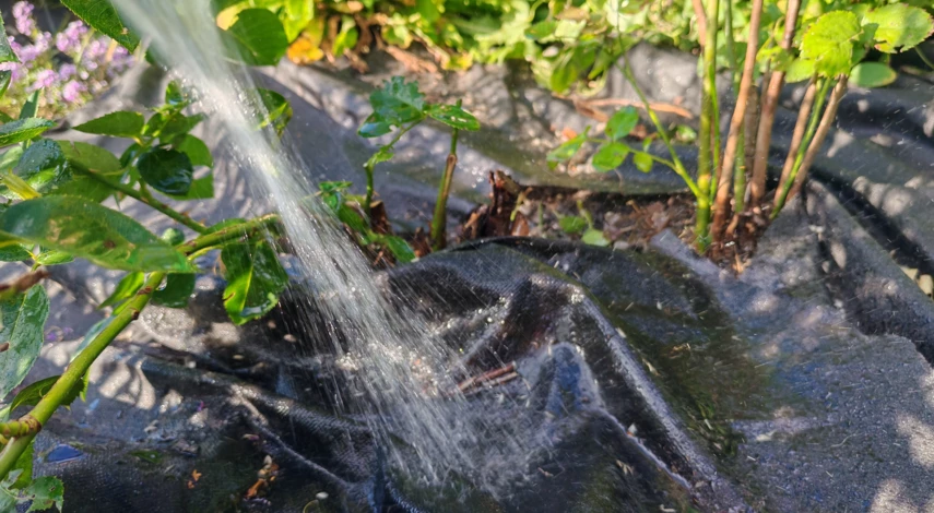 сроки пересадки роз осенью