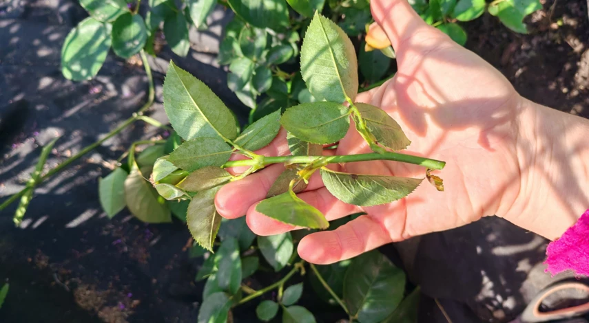 пересадка плетистой розы осенью на другое