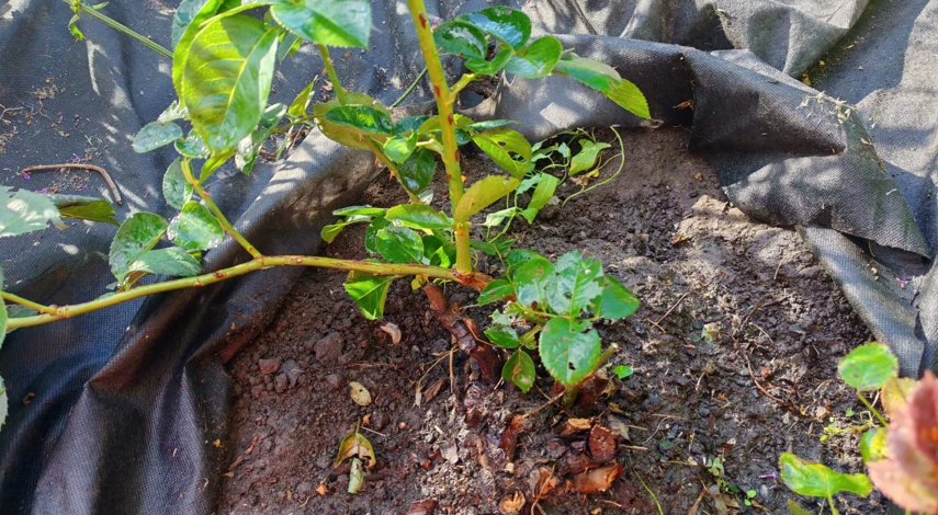 пересадка роз осенью в открытый грунт