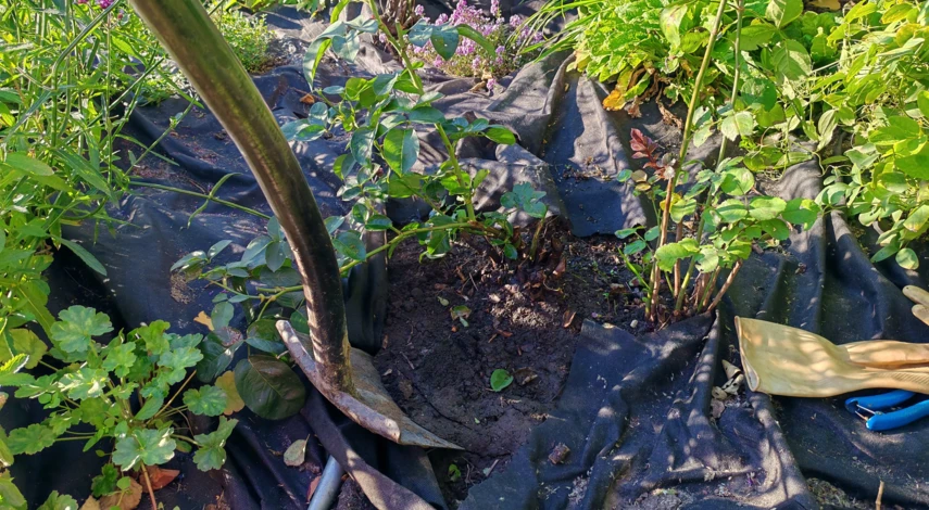 пересадка плетистой розы осенью на другое место