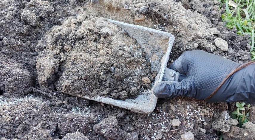 пересаживают ли розы осенью