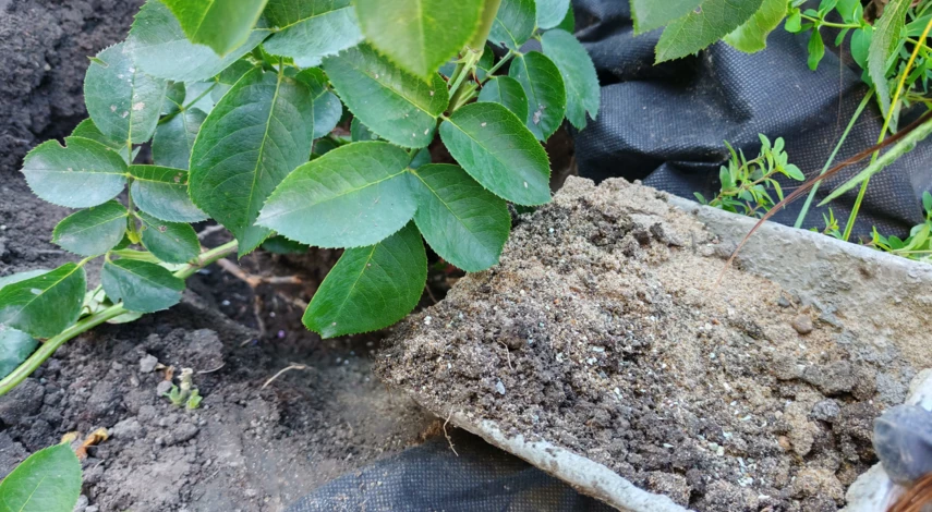 можно ли пересаживать розы осенью