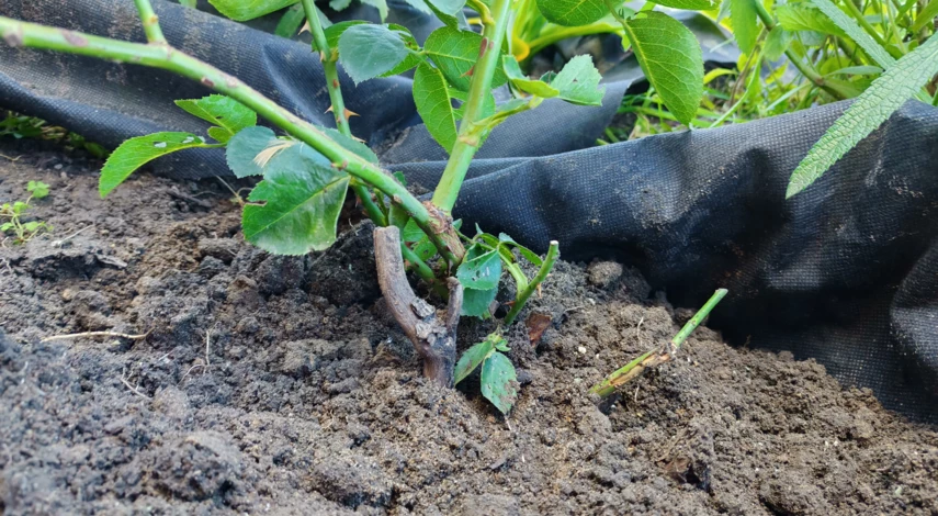 когда пересаживать розы осенью или весной