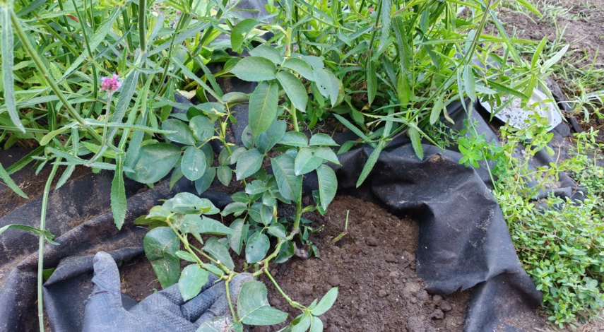 когда лучше пересаживать розы осенью