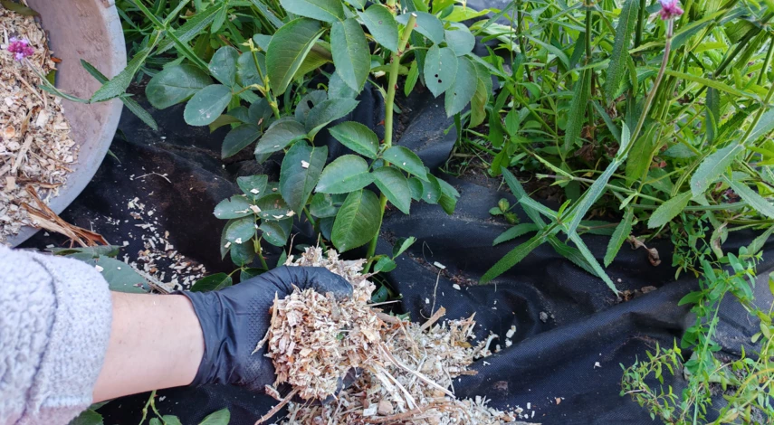 когда лучше пересаживать розы весной или осенью