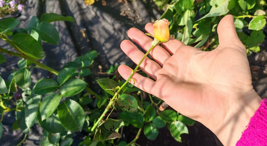 пересадка роз осенью на новое место