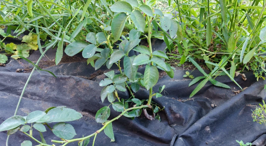 пересадка роз осенью на другое место