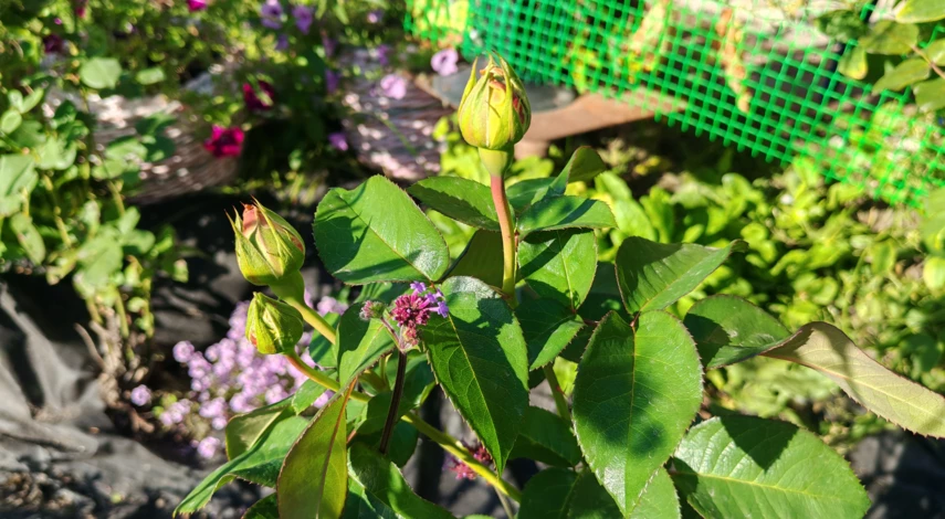 пересадка роз осенью в подмосковье