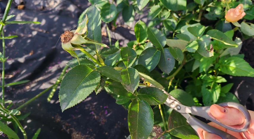 розу можно пересадить осенью на другое место