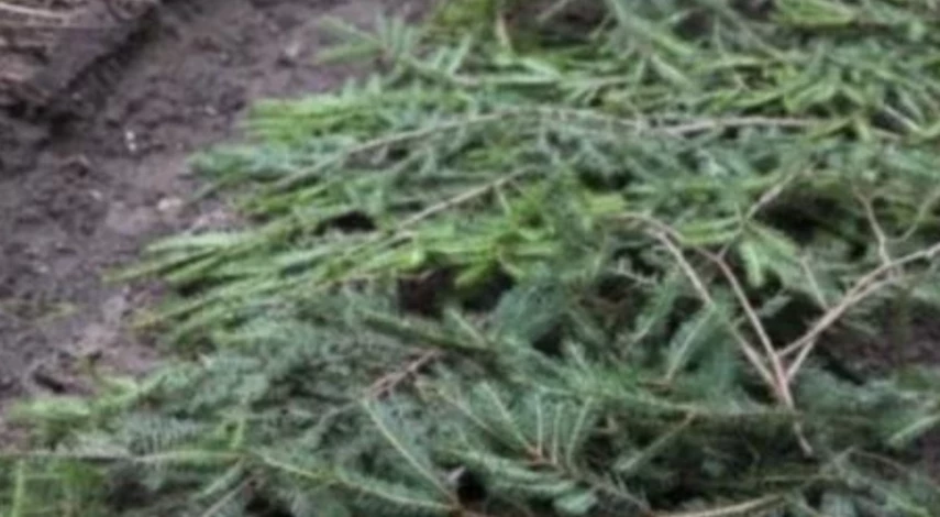 чем подкормить пионы осенью в сентябре