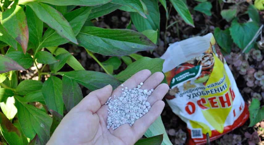 чем подкормить пионы осенью под зиму