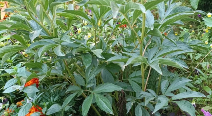 подкормка пионов осенью