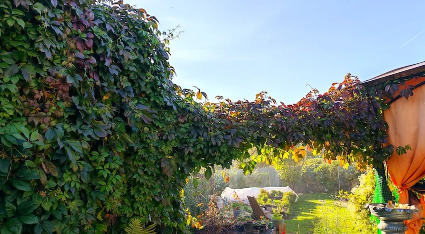 девичий виноград размножение