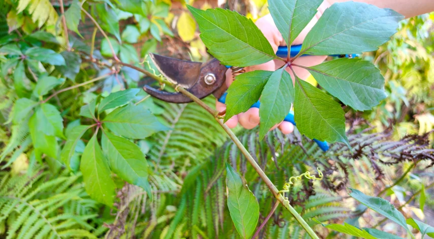 девичий виноград размножение черенками