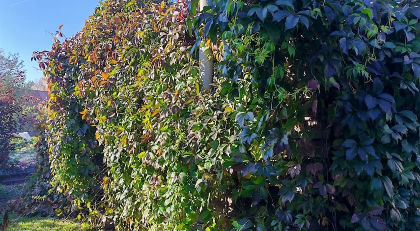 девичий виноград размножение черенками осенью