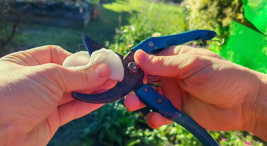 девичий виноград пятилисточковый размножение