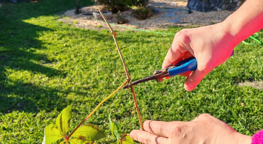 как размножить девичий виноград осенью