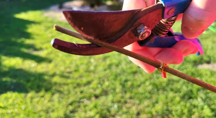 как размножить девичий виноград черенками