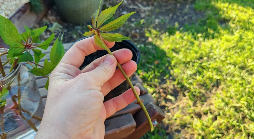 как размножить девичий виноград летом