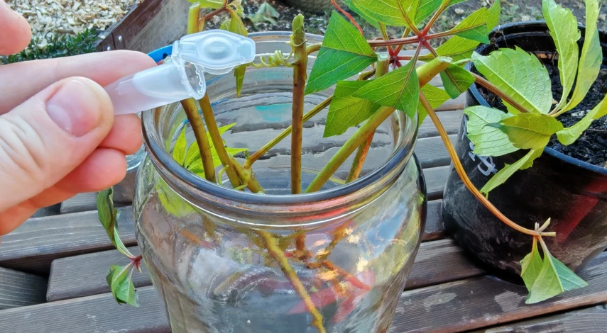 как размножить девичий виноград осенью под зиму