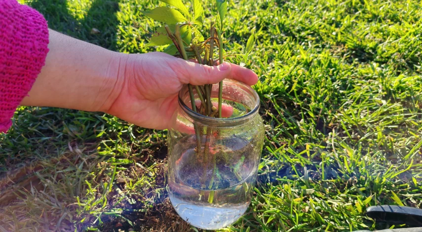 как размножить девичий виноград семенами