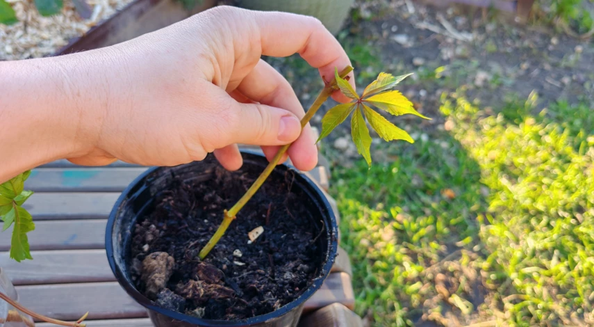 как размножить девичий виноград черенками летом
