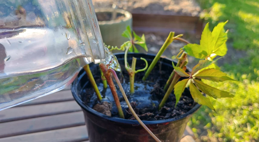 как можно размножить девичий виноград