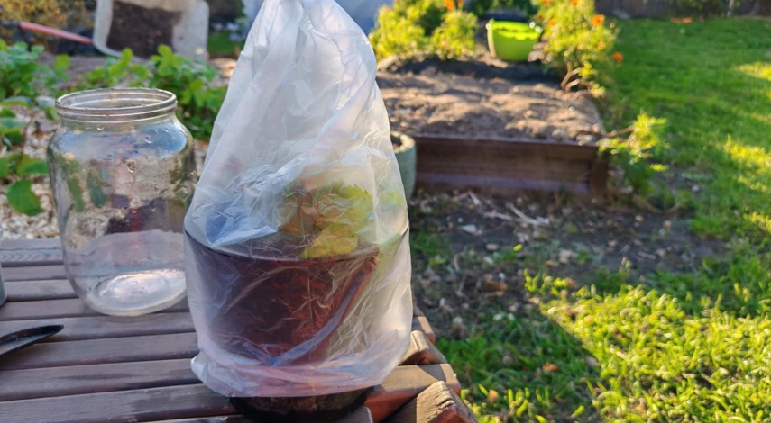 как быстро размножить девичий виноград