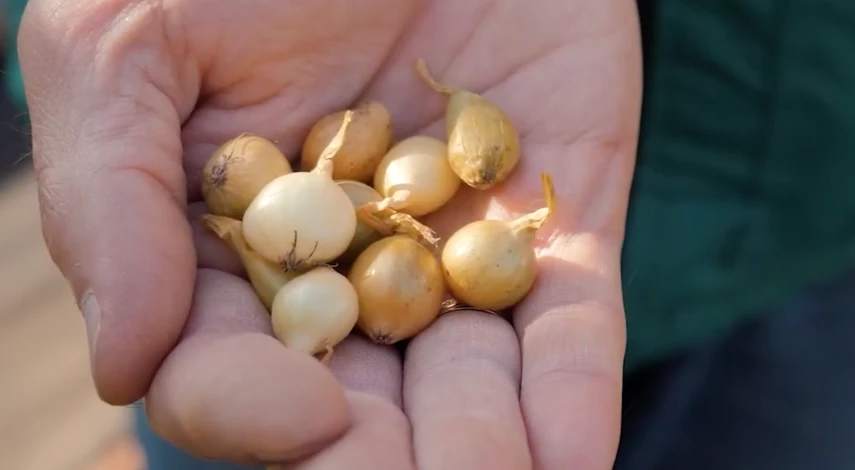 посадка лука севка осенью в открытый грунт