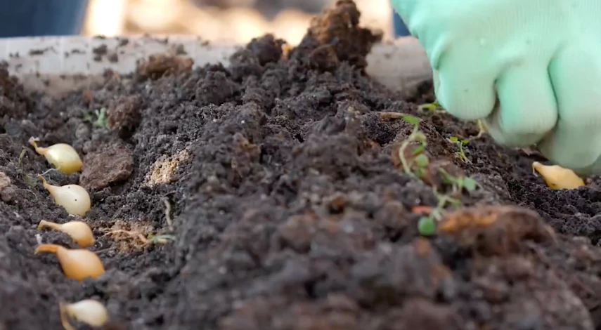 как подготовить лук севок к посадке осенью