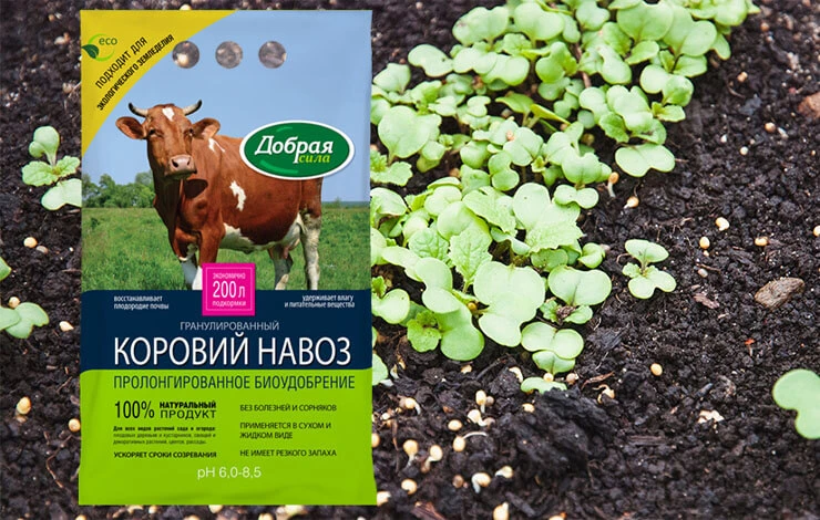 горчица как сидерат как использовать осенью