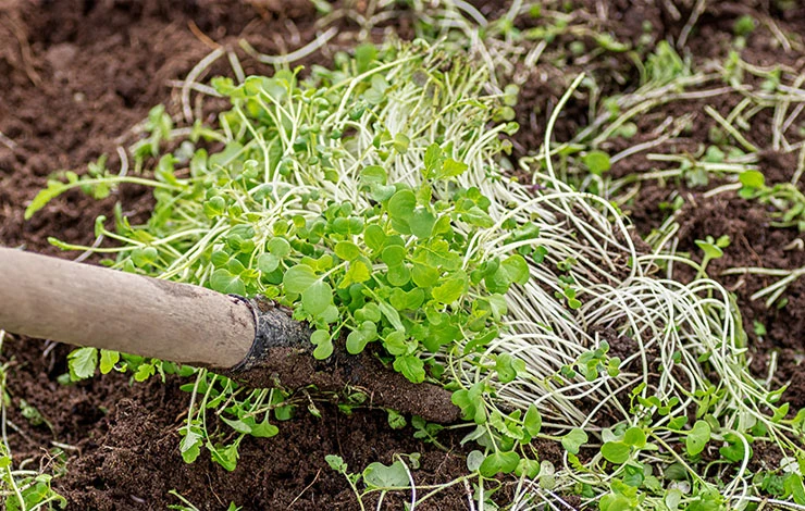 когда перекапывать горчицу как сидерат осенью