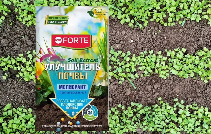 как посеять горчицу на сидераты осенью