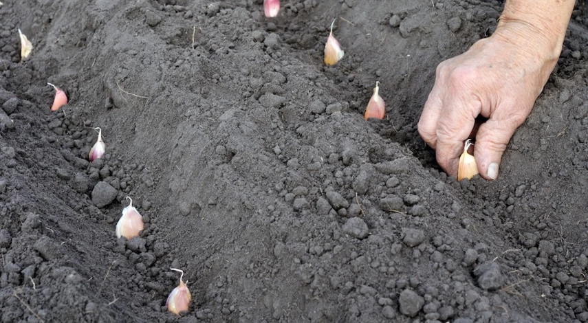 удобрение для чеснока осенью