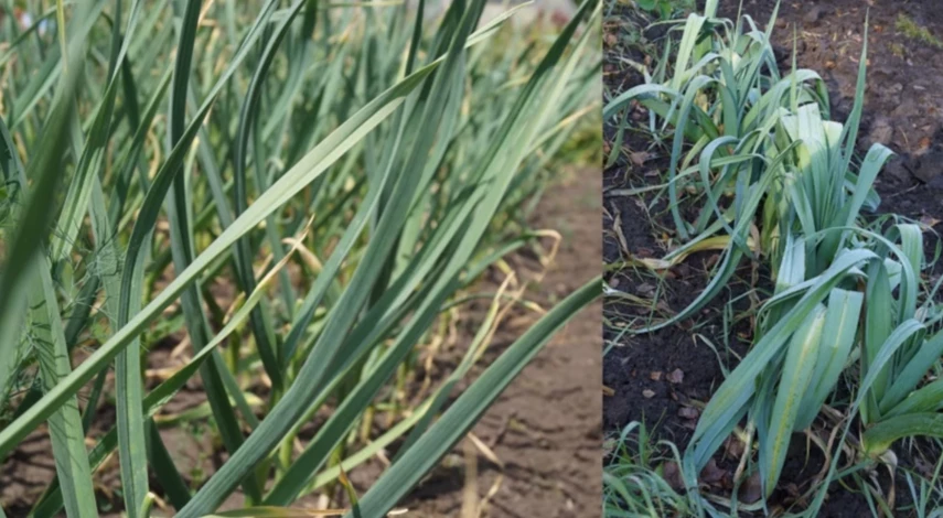 удобрение под чеснок при посадке осенью