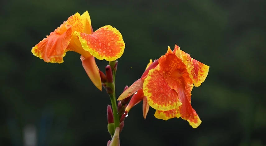 цветок канна уход посадка