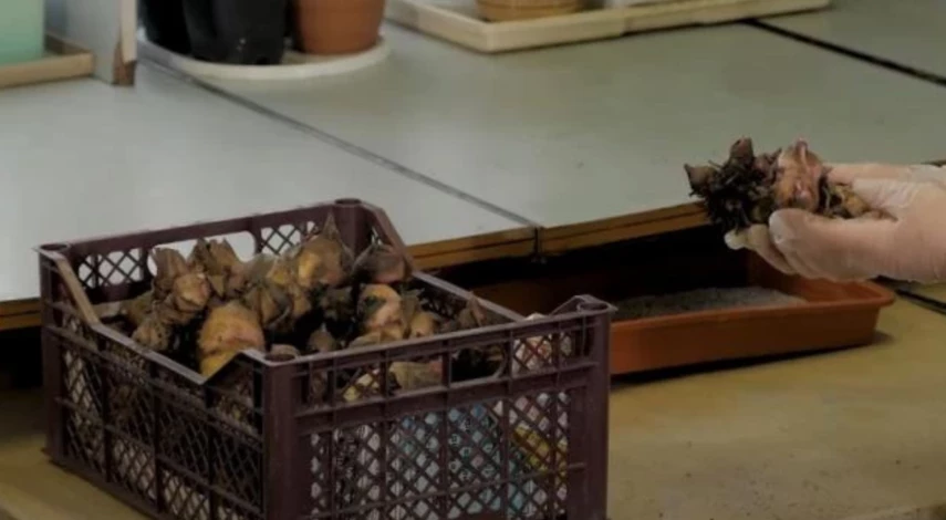 посадка канн грунт