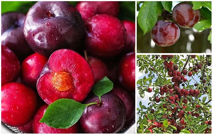 районирование