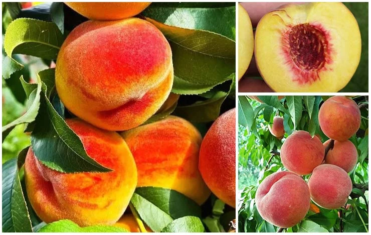 крупноплодных сортов