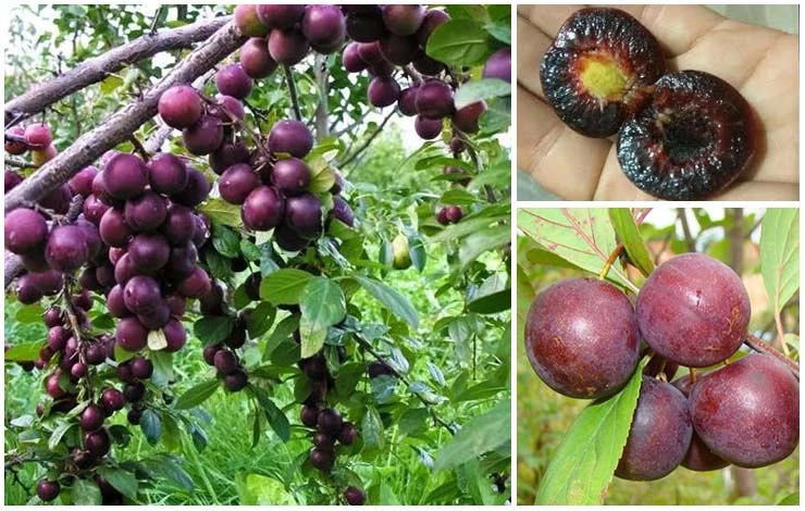 хороший урожай