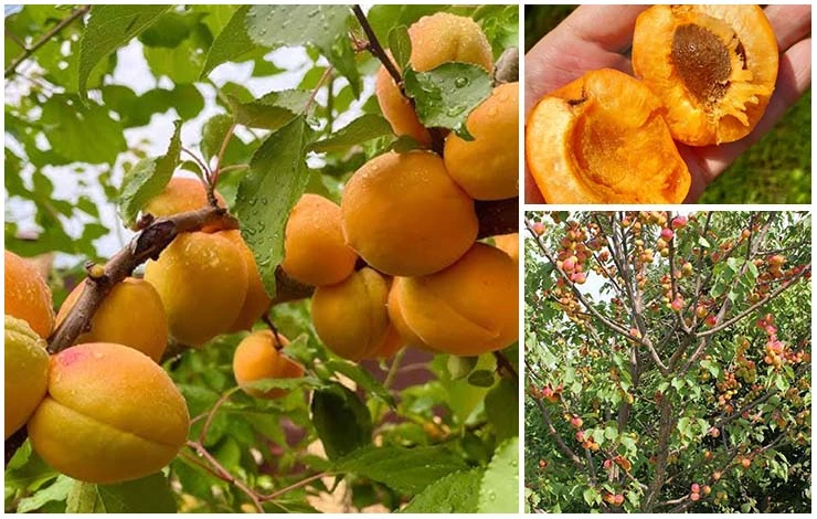 районированные сорта абрикосов
