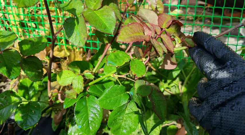 размножение роз черенками в домашних условиях