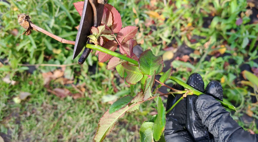 розы размножение черенками из букета