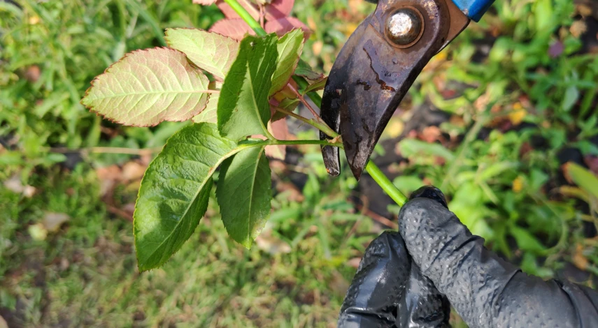 размножение розы черенками осенью после обрезки