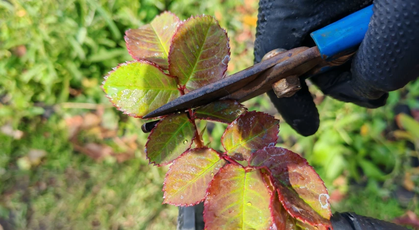 размножение роз черенками осенью в грунт