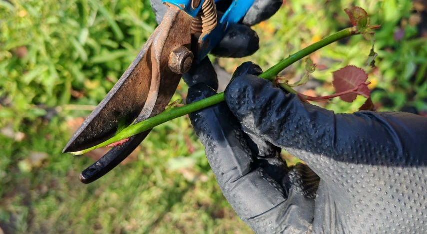 китайская роза размножение черенками