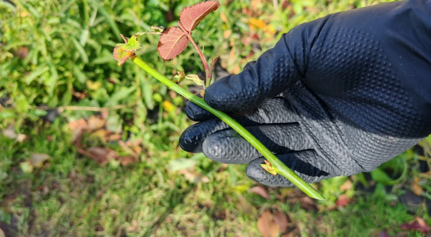 размножение плетистой розы черенками